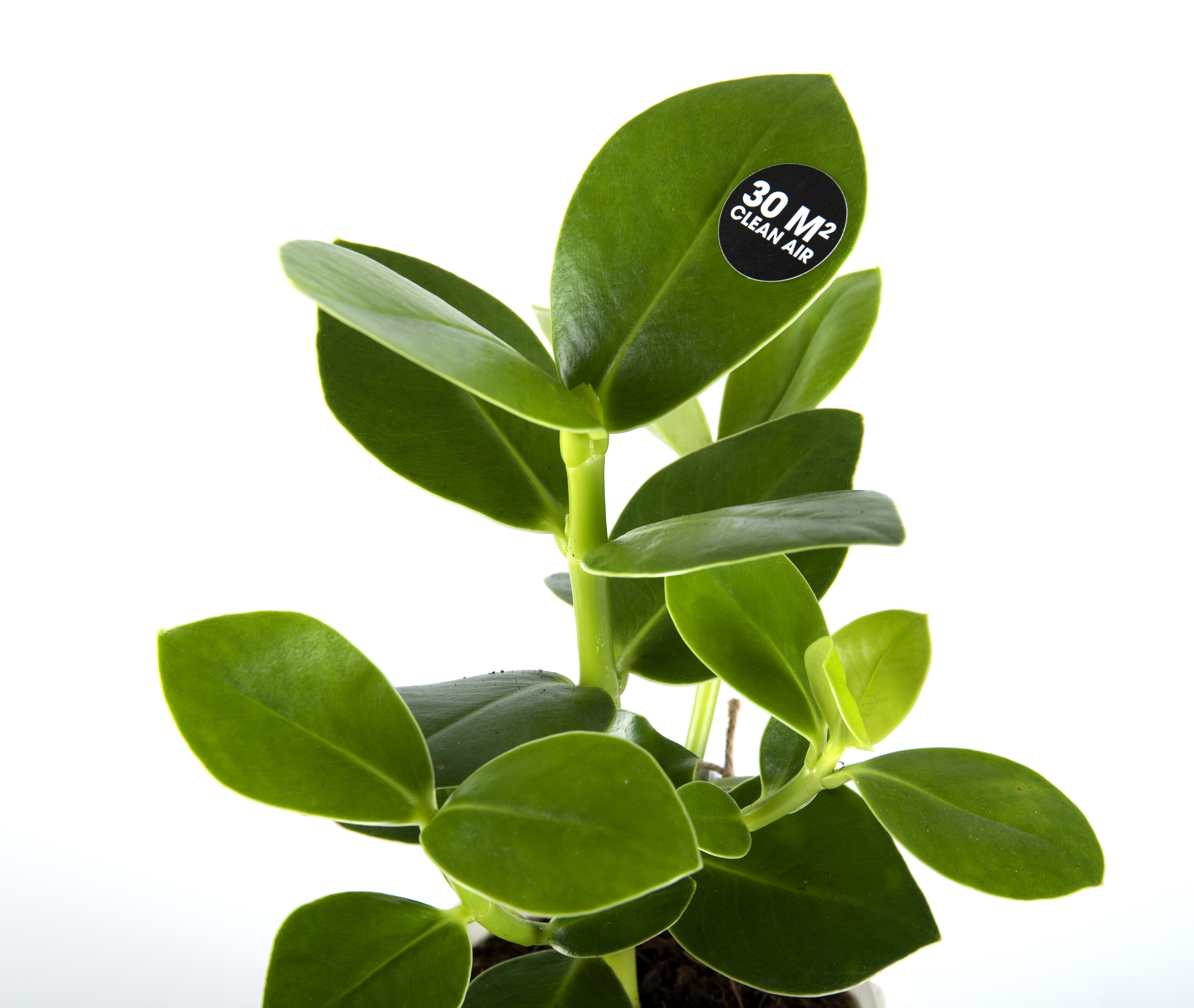 2_pianta_part 2_pianta_part