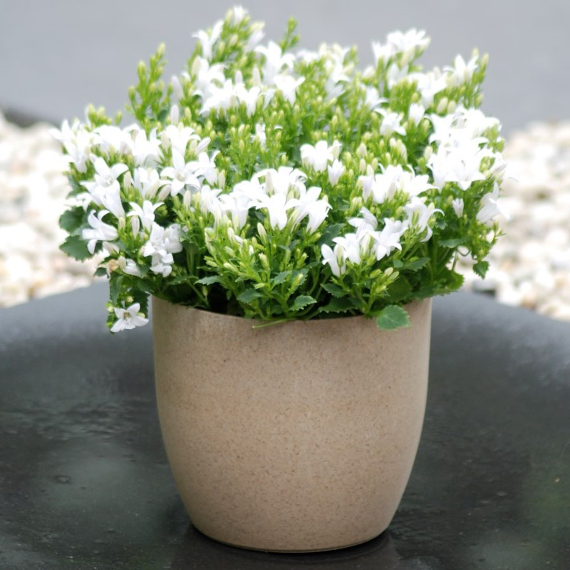 br-bio-olifantgras-large br-bio-olifantgras-large