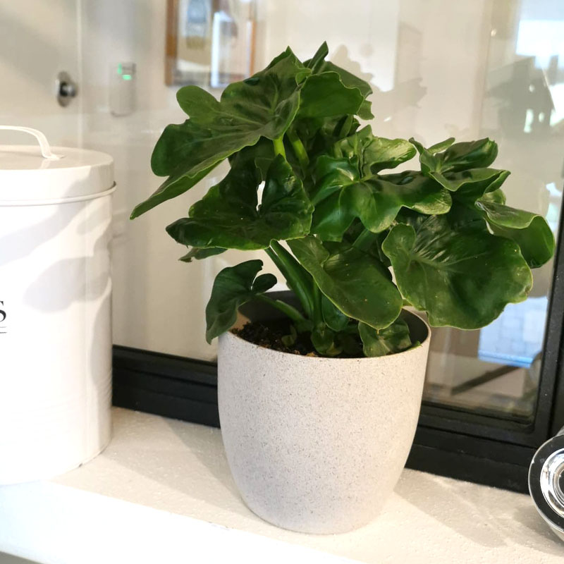 philo_bagno_2 philo_bagno_2